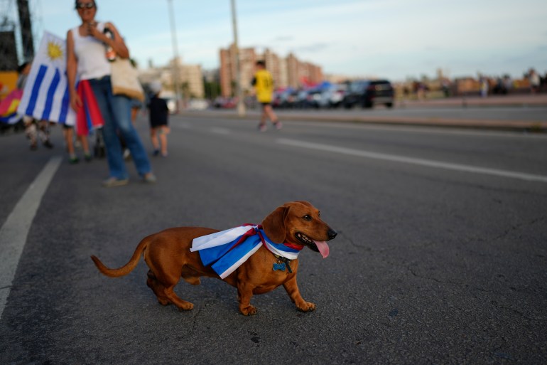 A dog walks through a Montevideo street dressed in an Uruguay flag.