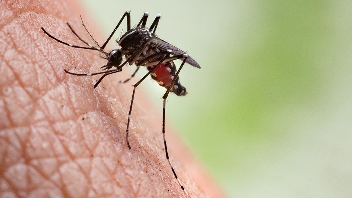 Aedes aegypti Mosquito. Close up a Mosquito sucking human blood.Aedes aegypti Mosquito. Close up a Mosquito sucking human blood,Mosquito Vector-borne diseases,Chikungunya.Dengue fever.Rift Valley fever.Yellow fever.Zika.Mosquito on skin