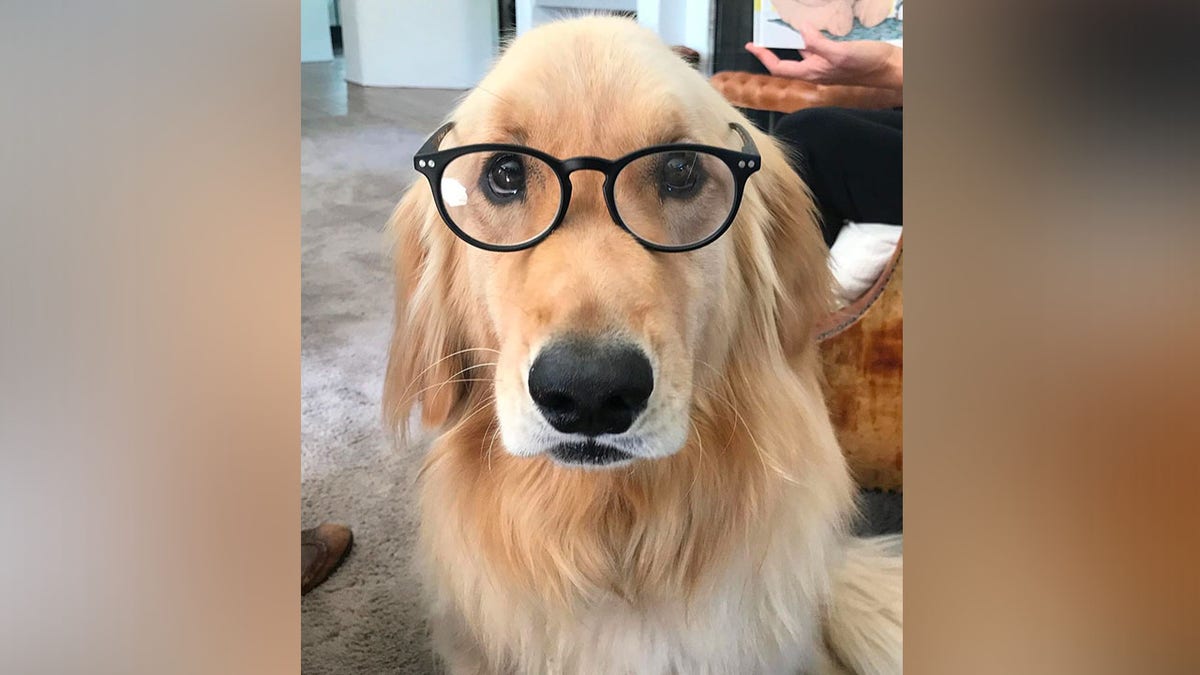 Close up of Jennifer Garner's dog, Birdie