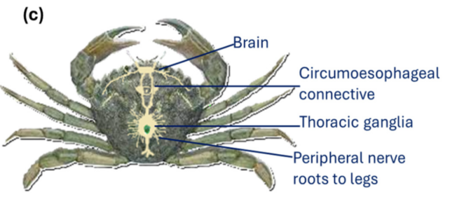 Shore Crab Diagram