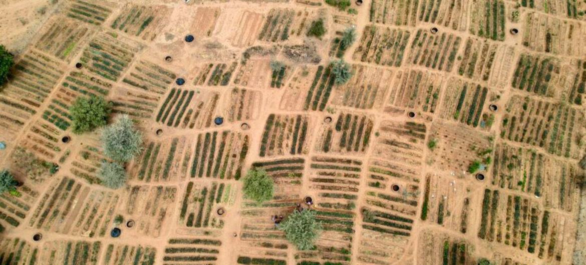 An aerial view of WFP-supported community gardens in Niger's Tillaberi region, part of a broader Sahel resilience initiative.