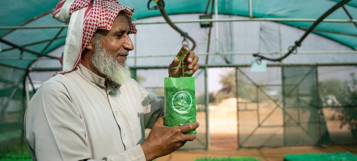 Thadiq National Park manager Abdullah Ibrahim Alissa surveys saplings at a tree nursery in a desert area of central Saudi Arabia.