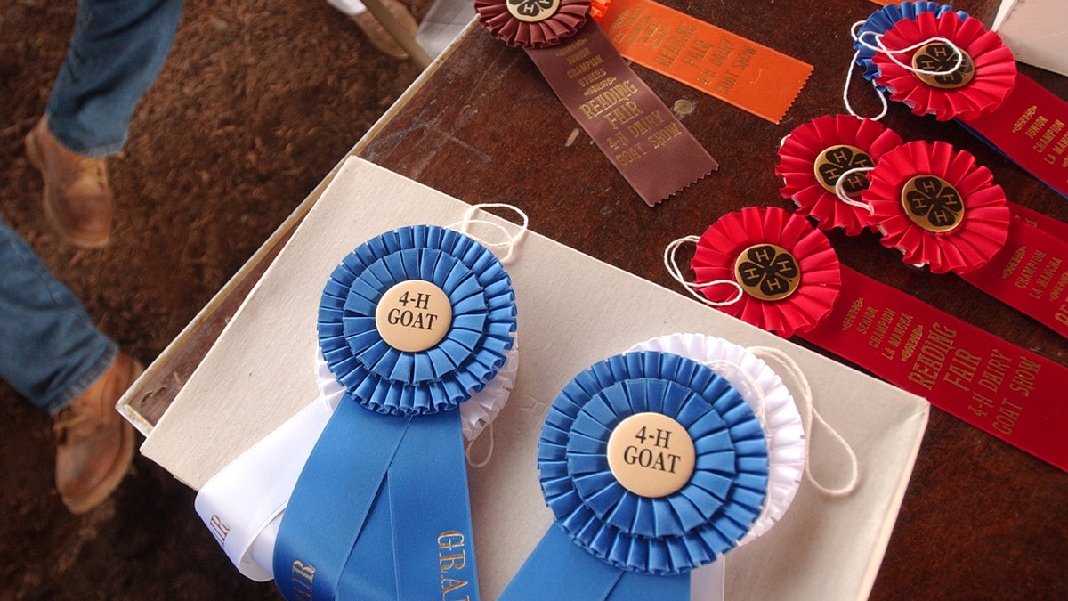 Livestock show ribbons