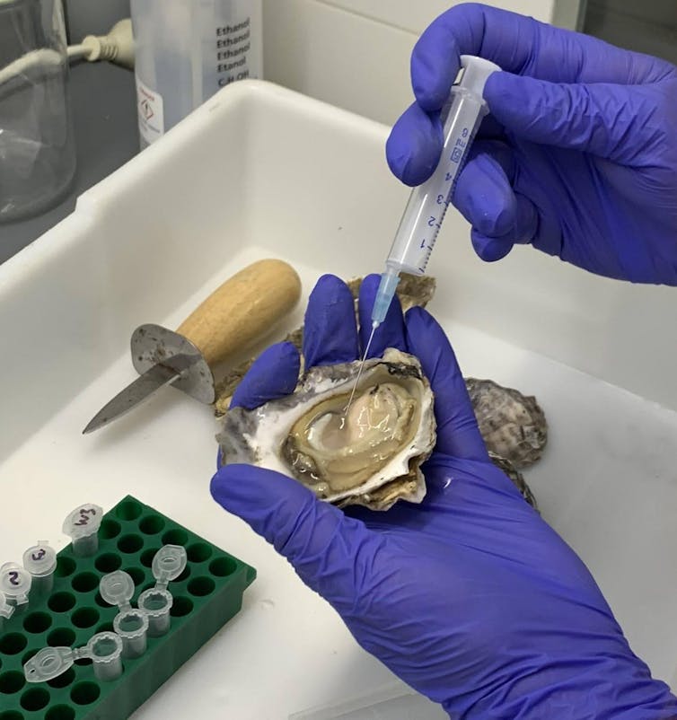 Gloved hand inserting needle into the flesh of an oyster.