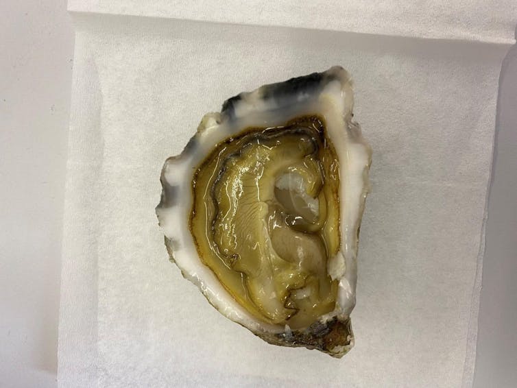 An opened oyster with green, yellow flesh.