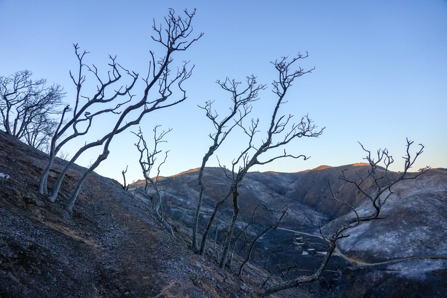 Burned trees on a hillside after a fire.