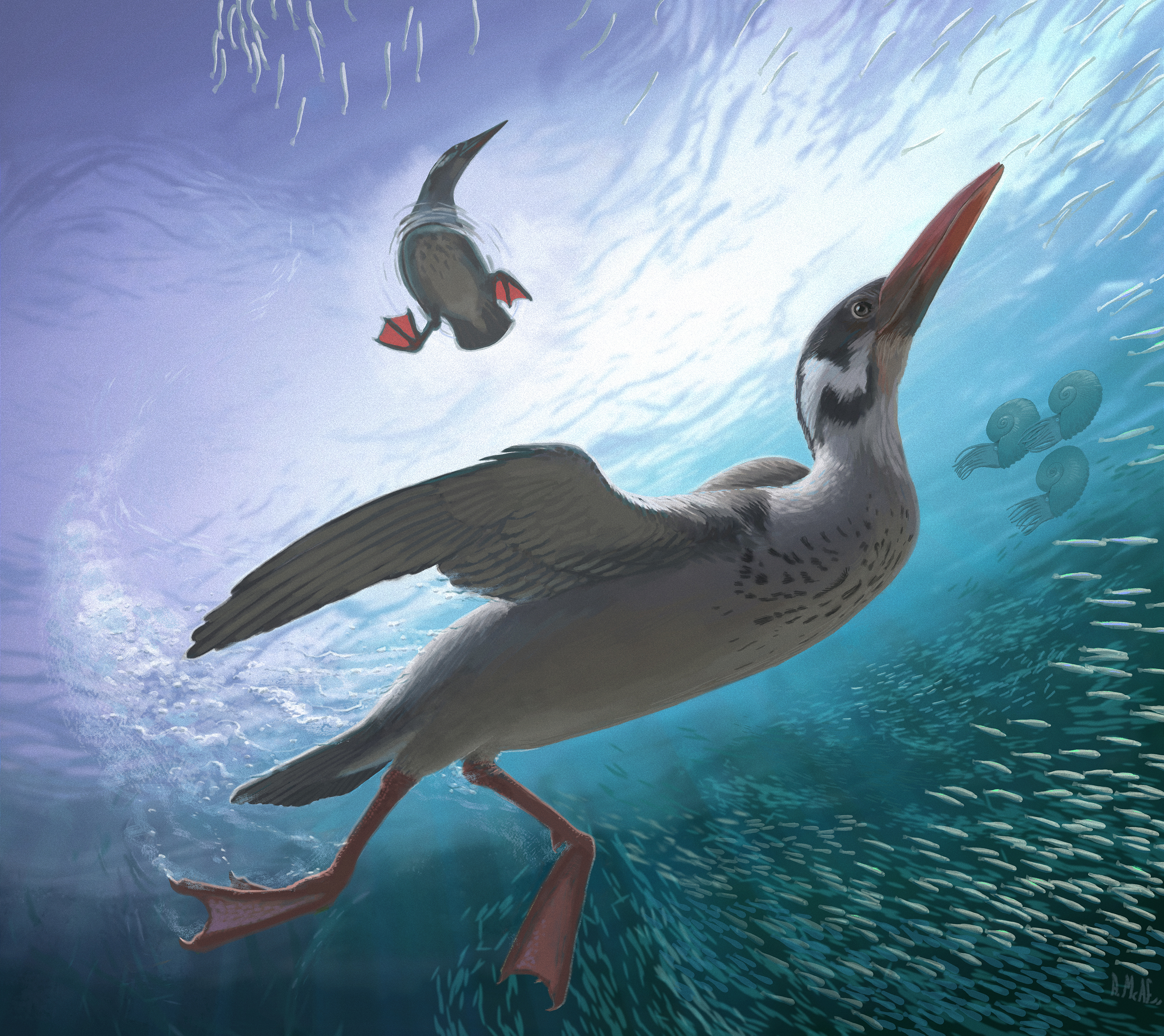 This Cretaceous Fossil From Antarctica Represents The Earliest Known Modern Bird