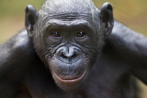 Female bonobo looking at camera.