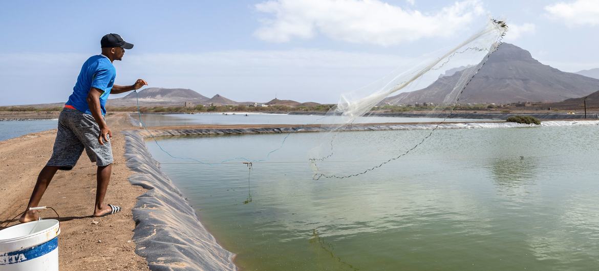 The Fazenda de Camarão shrimp farm in Calhau, Cabo Verde, aligns with goals of promoting sustainable agriculture and fisheries.