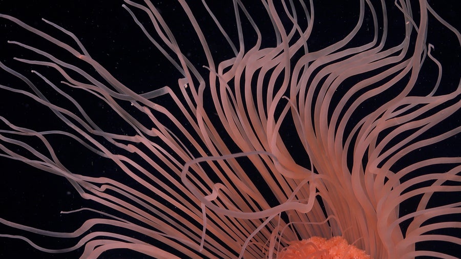 Wavy tentacles radiating underwater